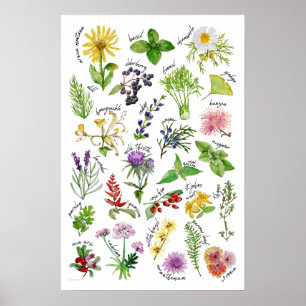 Póster Alfabeto de plantas y hierbas