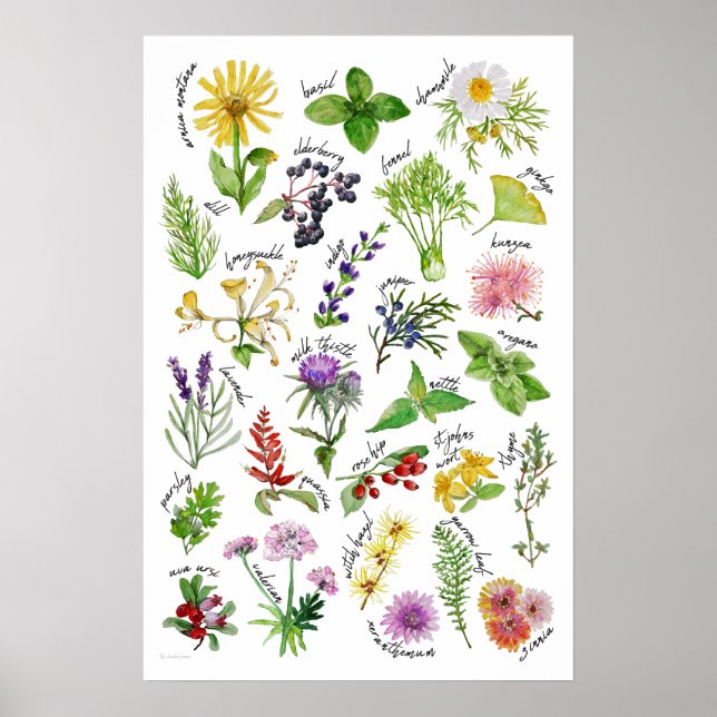 Póster Alfabeto de plantas y hierbas (Frente)