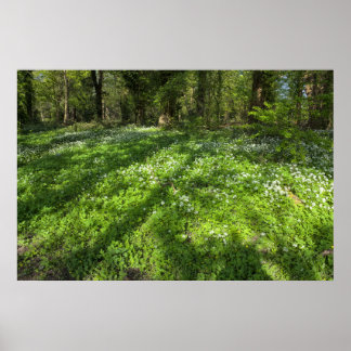Póster Alfombra de ajo salvaje con sombras de árbol