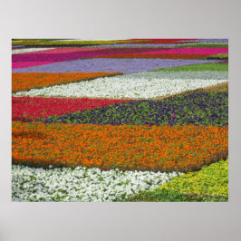 Póster Alfombra de flores