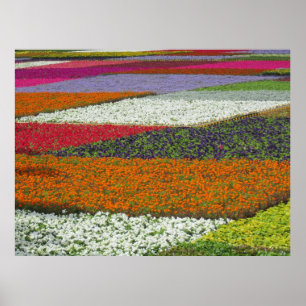Póster Alfombra de flores