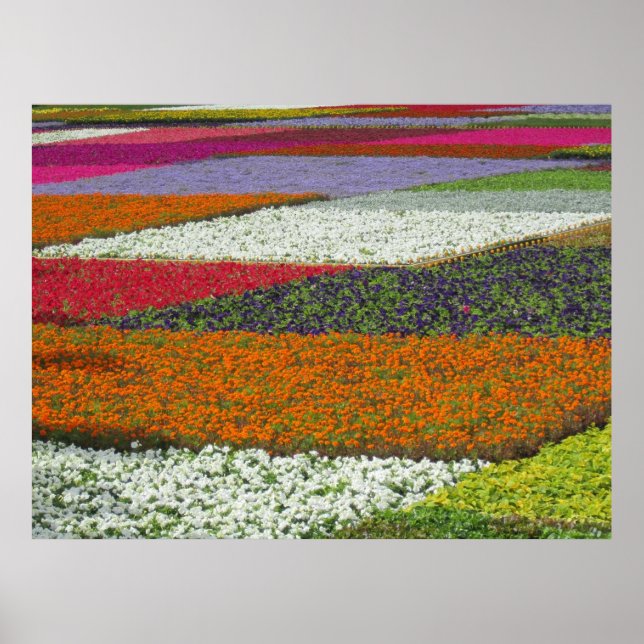 Póster Alfombra de flores (Frente)