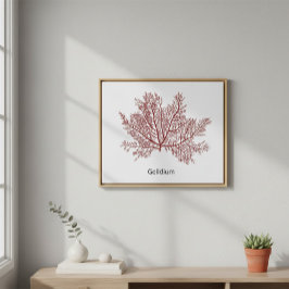 Póster Alga Gelidium Dibujada a Mano 
