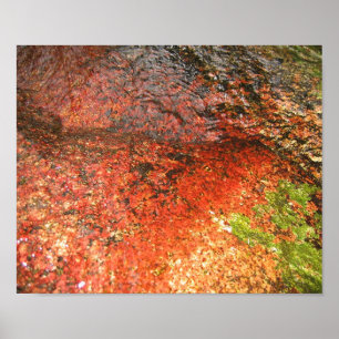 Póster Algae de Honduras