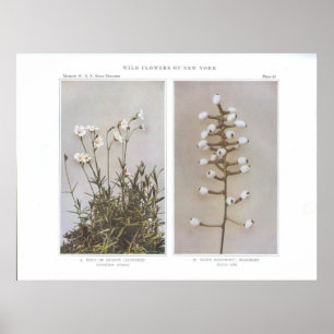 Póster Algas de pollo de campo o pradera - Arvenas de cer