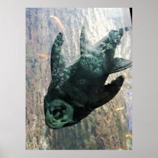 Póster Algas en un acuario.