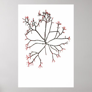 Póster Algas marinas apretadas de Henry Bradbury