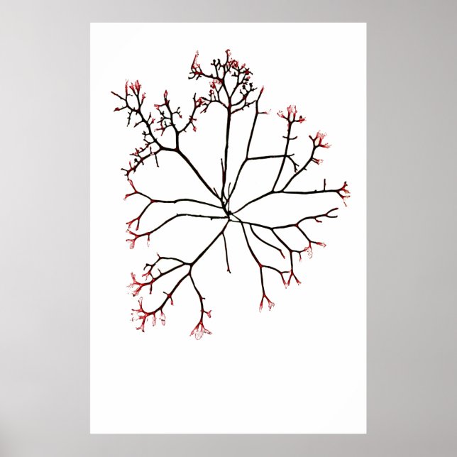 Póster Algas marinas apretadas de Henry Bradbury (Frente)