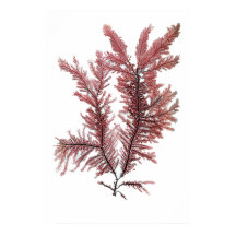 Algas marinas apretadas de Henry Bradbury