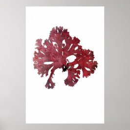 Póster Algas marinas apretadas Séptimo de Diez de Henry B