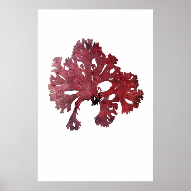 Póster Algas marinas apretadas Séptimo de Diez de Henry B (Frente)