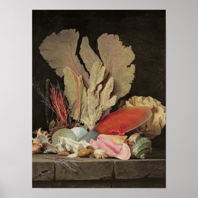 Póster Algas marinas, litófitos y conchas marinas (Frente)