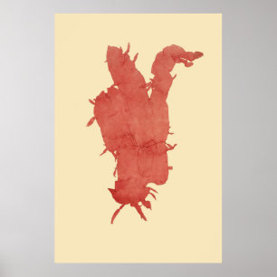 Póster Algas Presionadas Original Segundo De Cuatro