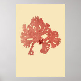 Póster Algas Presionadas Original Tercio De Cuatro