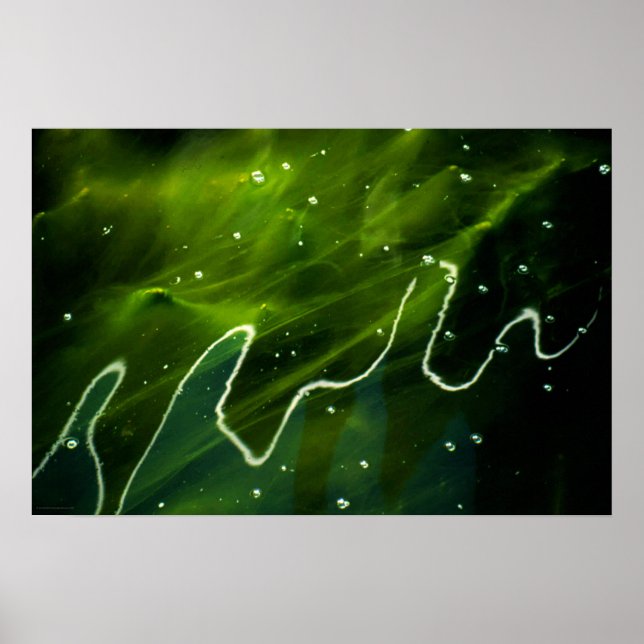 Póster Algas verdes y wapcn acuático (Frente)