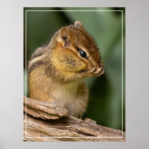 Póster Algo Huele Chipmunk