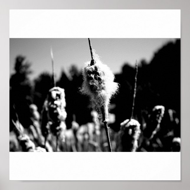 Póster Algodón (Frente)