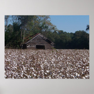 Póster Algodón alto