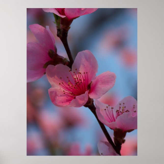 Póster Algodón de azócar (Frente)