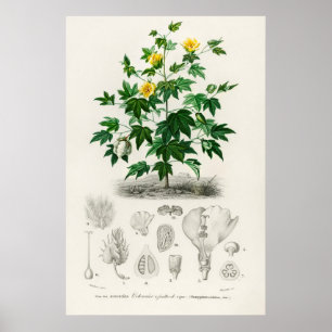 Póster Algodón de Isla del Mar (gossypium vitifolium)