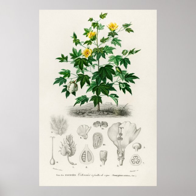 Póster Algodón de la Isla del Mar (gossypium vitifolium) (Frente)