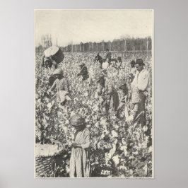 Póster Algodón de recogida en 1916