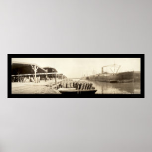 Póster Algodón en la foto 1909 de la sabana
