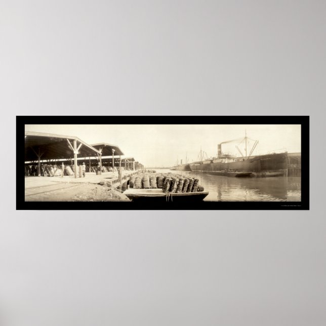 Póster Algodón En Savannah Foto 1909 (Frente)