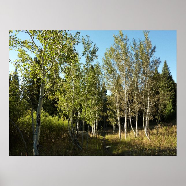 Póster Algodoneros a lo largo del sendero Moose Ponds en  (Frente)