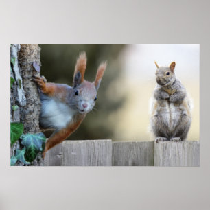 Póster ¿Alguien ha visto mis nueces?