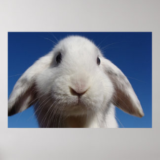 Póster Alicia - Conejo Lop blanco