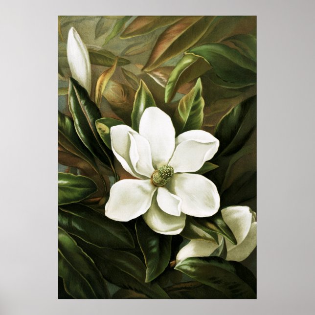 Póster Alicia H. Laird: Magnolia Grandflora (Frente)