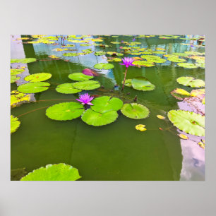 Póster Alilides de agua morada en estanque verde