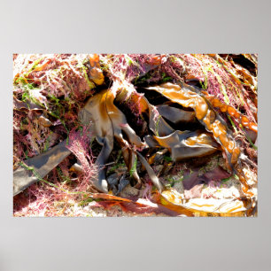 PÓSTER ALIMENTACIÓN