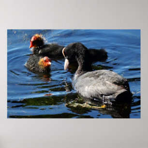 Póster Alimentación de bebés