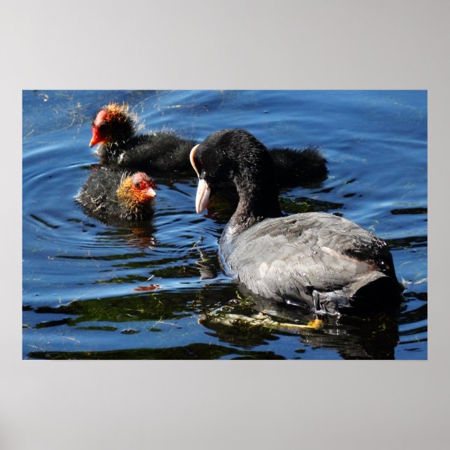 Póster Alimentación de bebés (Frente)