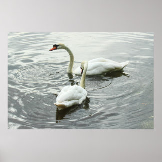 Póster Alimentación de Cánones. Lago Roath Park, Cardiff,