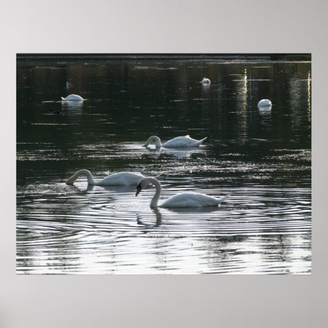 Póster Alimentación de cisnes, Lago Roath Park, Cardiff (Frente)
