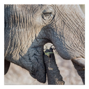 Póster Alimentación de elefantes