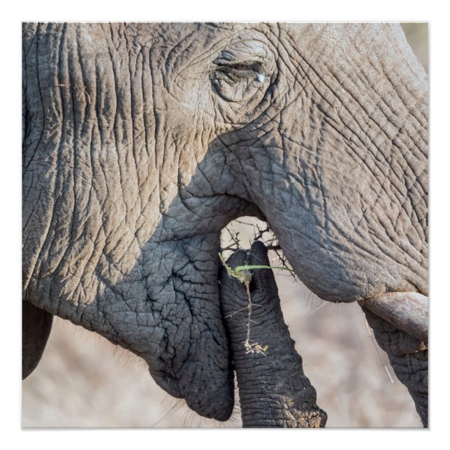 Póster Alimentación de elefantes (Anverso)