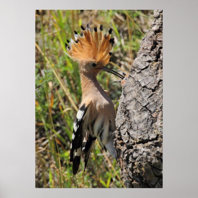 Póster Alimentación de Hoopoe Nestling (Frente)