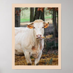 Póster Alimentación de vacas en Francia