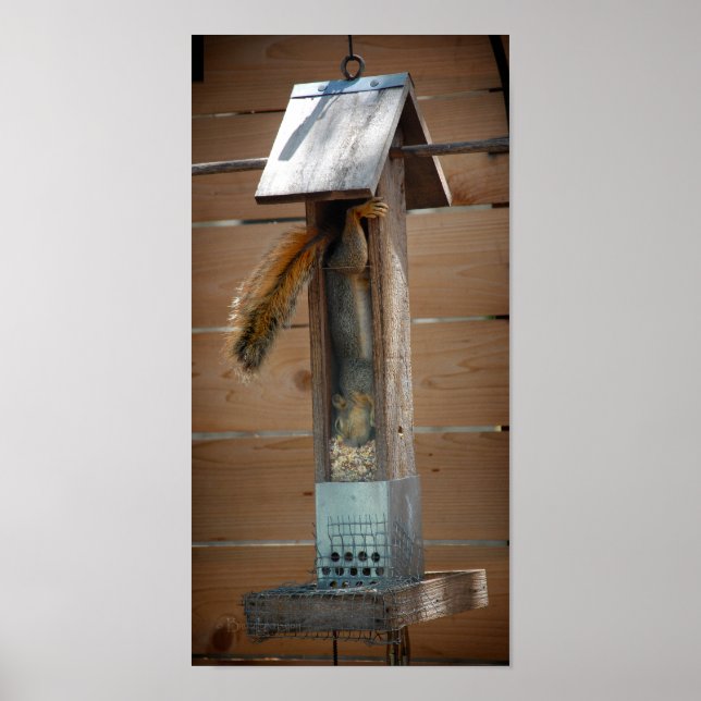 Póster Alimentador de pájaros de raspadura de ardilla (Frente)