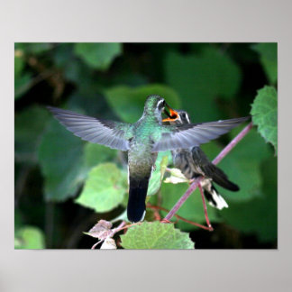 Póster Alimentando colibríes