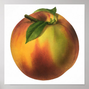 Póster Alimento Antiguo Fruta, Melocotón Orgánico Maduro