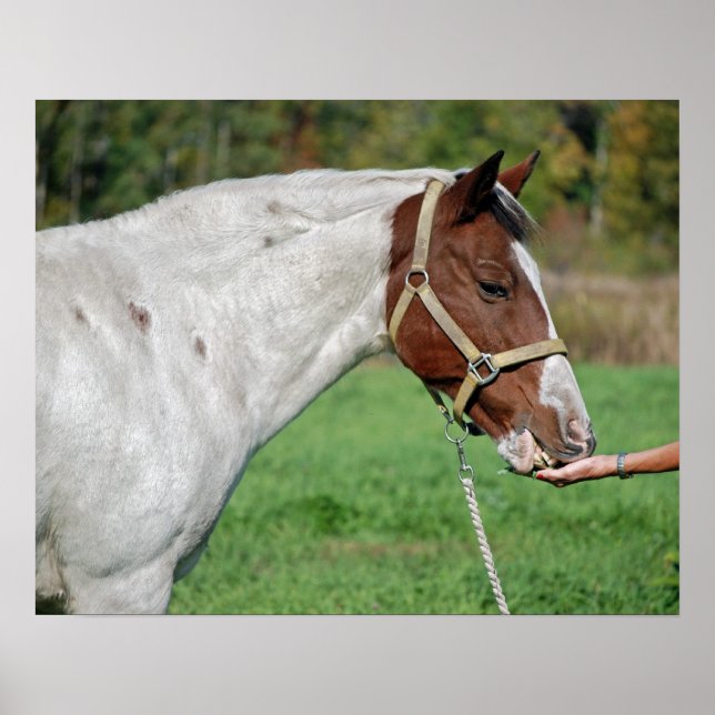Póster Alimento para caballos (Frente)