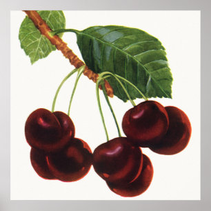Póster Alimentos de Frutas Vintage, Cerezas Maduras de un