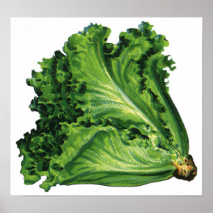 Póster Alimentos para la cosecha, hortalizas de hojas ver