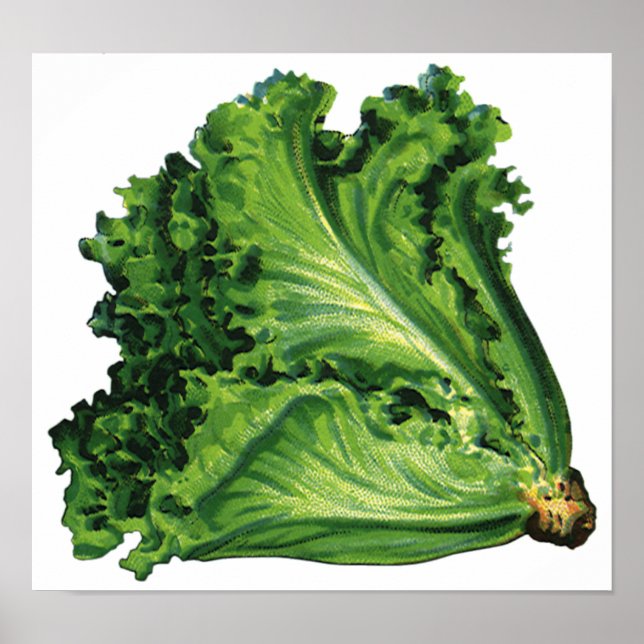 Póster Alimentos para la cosecha, hortalizas de hojas ver (Frente)