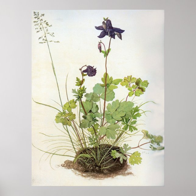 Póster Alkelei-Blume - Albrecht Durer - c1500 (Frente)